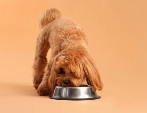 Mangime Ipoallergenico per cane